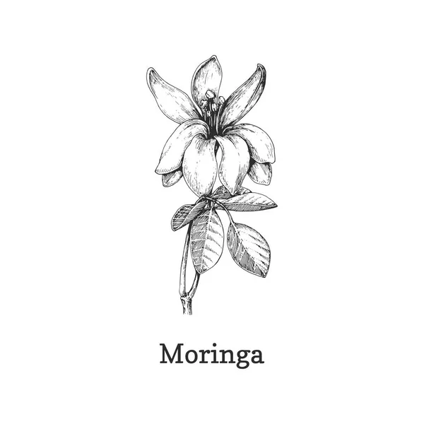 Moringa branch sketch in vector, design element. — 스톡 벡터
