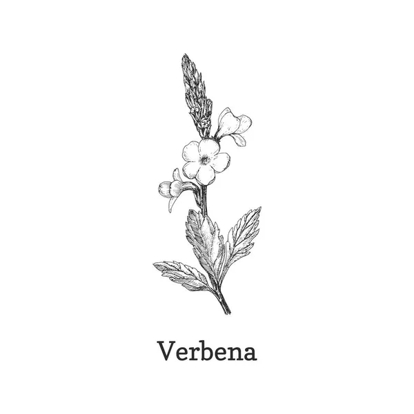 Вербена трав'яний ескіз у векторі, елемент дизайну . — стоковий вектор