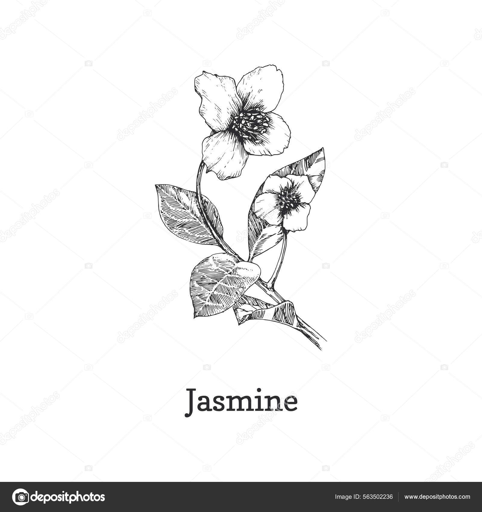 Drawing Flower Arabian Jasmine Jasminum Sambac Stock Illustration  2014167530 | Shutterstock