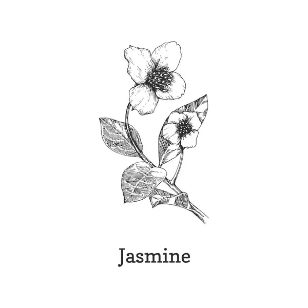 Monochrome Jasmine On A Blue Background Stock Illustration - Download Image  Now - Jasmine, Flower, Illustration - iStock