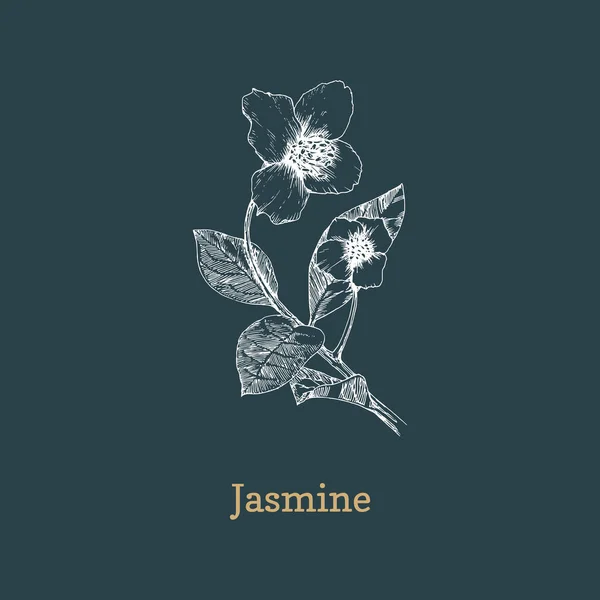 Branche de jasmin avec fleurs, croquis vectoriel. — Image vectorielle