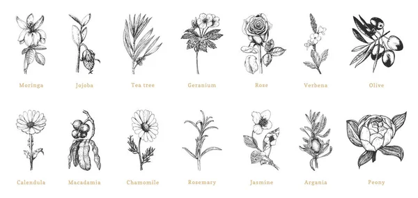 Officinalis plant sketches in vector, drawn set. — 스톡 벡터