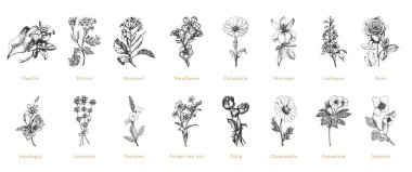 Officinalis plants sketches in vector, herbs set.