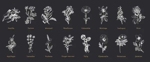 Officinalis plants sketches in vector, herbs set. — 스톡 벡터