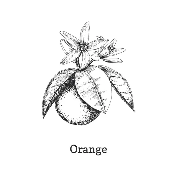 오렌지 열매가 달린 가지, 벡터로 스케치하는 모습. — 스톡 벡터