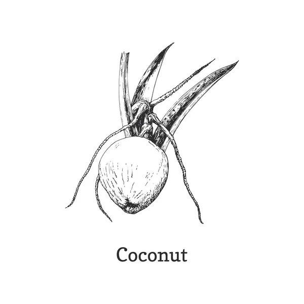 코코넛 나무 가지, 벡터 스케치 , dsign 요소 — 스톡 벡터