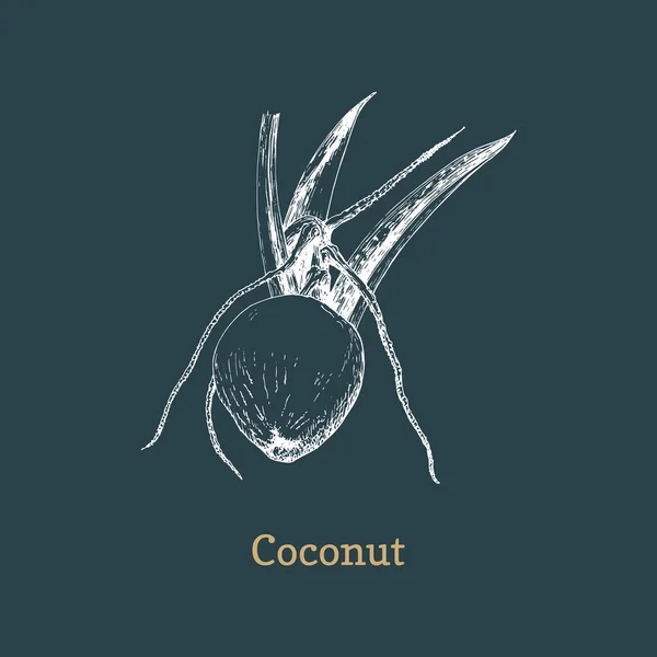 Coconut tree branch, vector sketch, design element — Stockvector