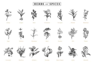 Herbs and spices, vector sketchs, design elements.