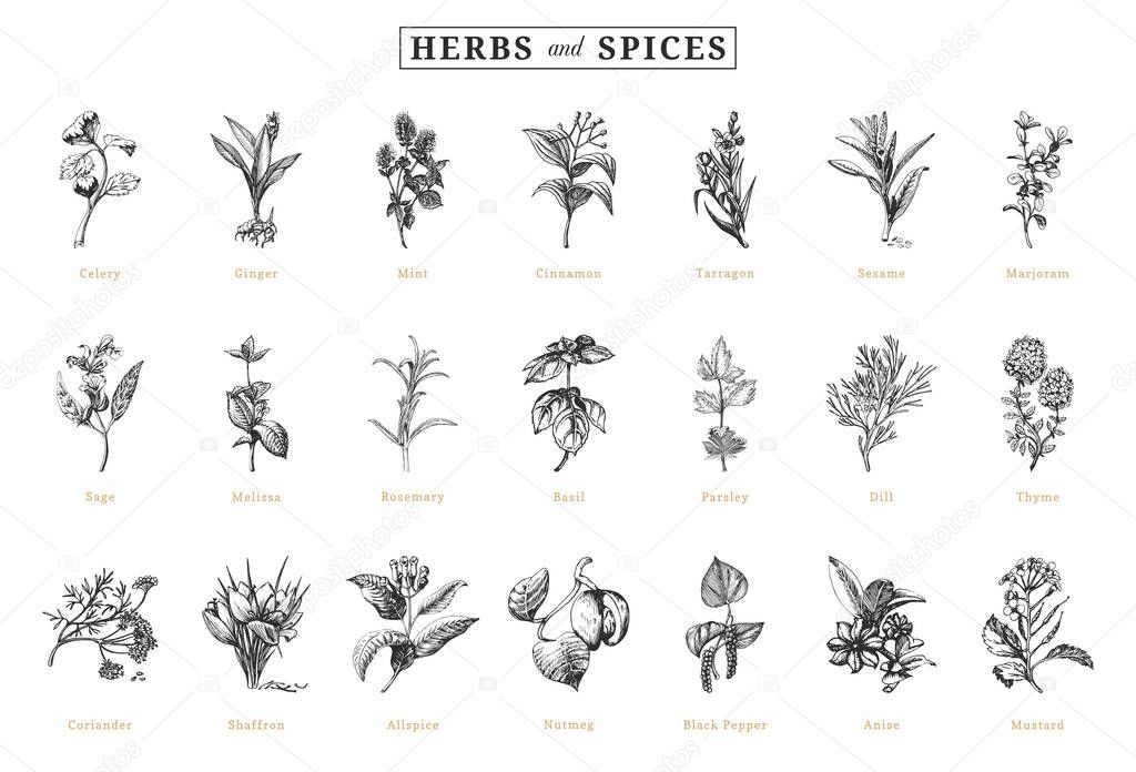 Herbs and spices, vector sketchs, design elements.