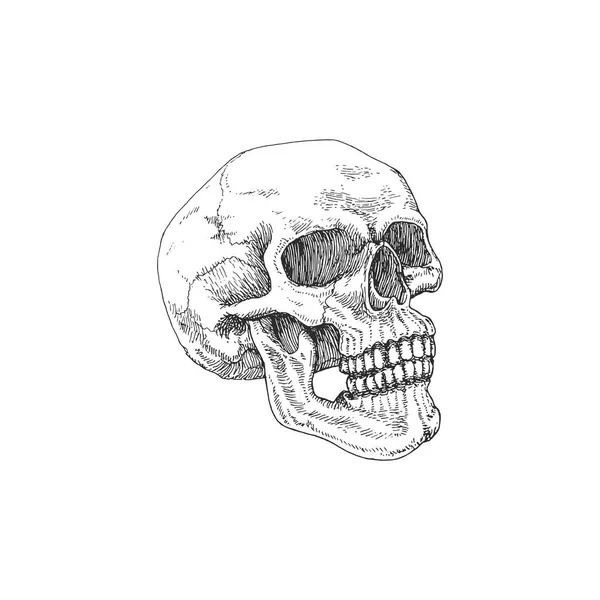 Skull Vector Illustration Engraving Style Hand Drawing Vector Halloween Day — Stock Vector