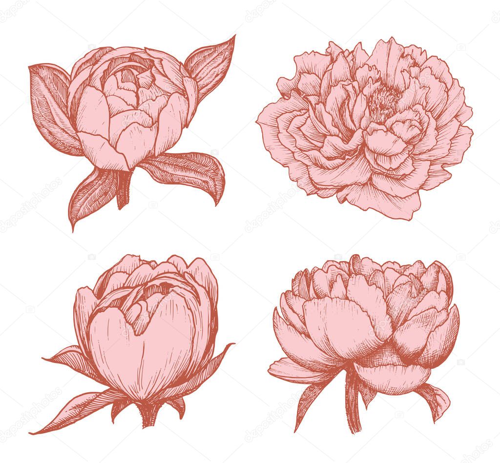 Peony drawings in engraving style. Vector sketches of flowers. Graphic illustrations of plant buds.