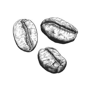Coffee beans, illustration in engraving style. Vintage hand drawing in vector.