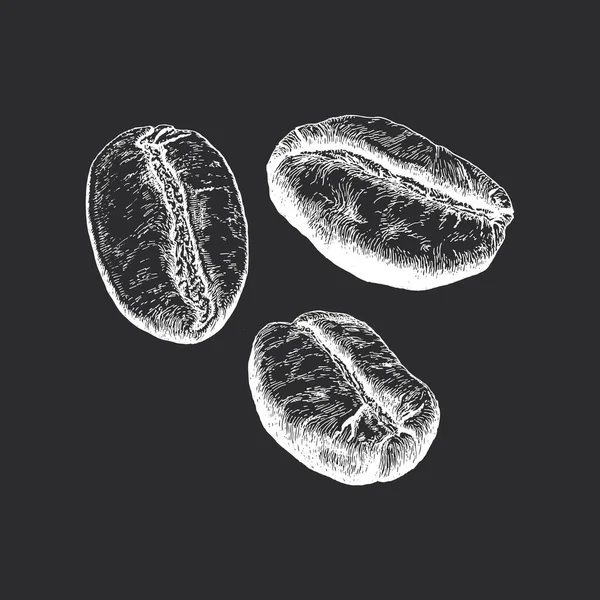 Coffee Beans Illustration Engraving Style Vintage Hand Drawing Vector — Image vectorielle