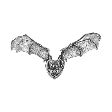 Yarasa uçuyor, vektör çizimi. El çizimi çizimi, Cadılar Bayramı sembolü.
