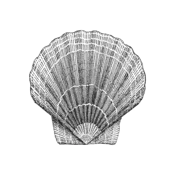 Scallop Vectorschets Handgetekende Illustratie Van Schelp Graveerstijl — Stockvector