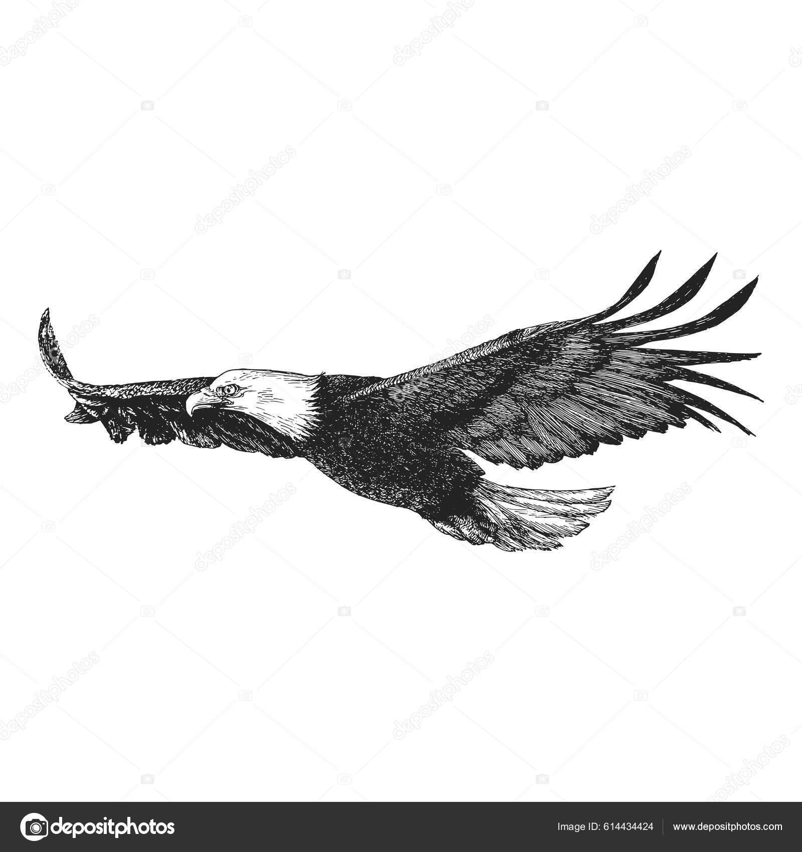 Bald Eagle Flight Vector Sketch Hand Drawn Illustration Freedom Symbol