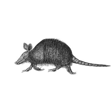 Armadillo, vektör çizimi, kabartma şeklinde çizilmiş. Cingulata sıralamasında plasental memelinin yansıması.