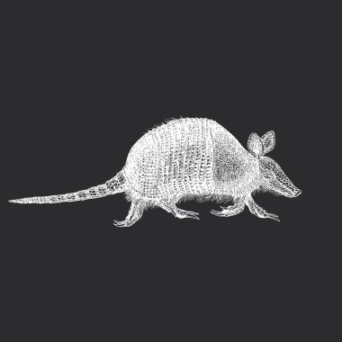 Armadillo, vektör çizimi, kabartma şeklinde çizilmiş. Cingulata sıralamasında plasental memelinin yansıması.