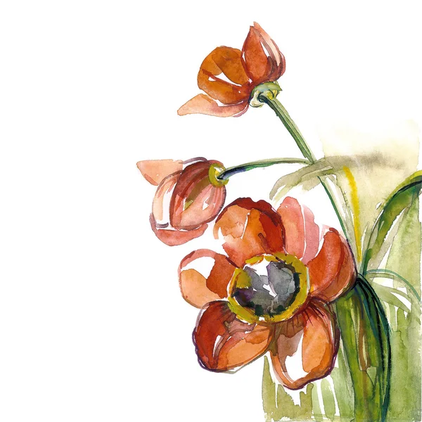 Акварель червоний tulip — стокове фото
