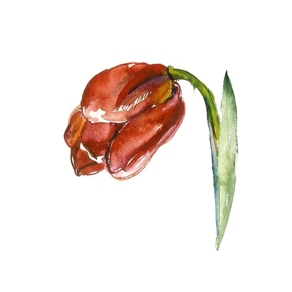 Акварельный тюльпан — стоковое фото