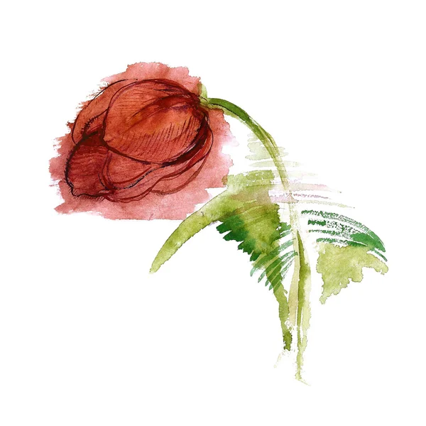 Watercolor Tulip — Stock Photo, Image