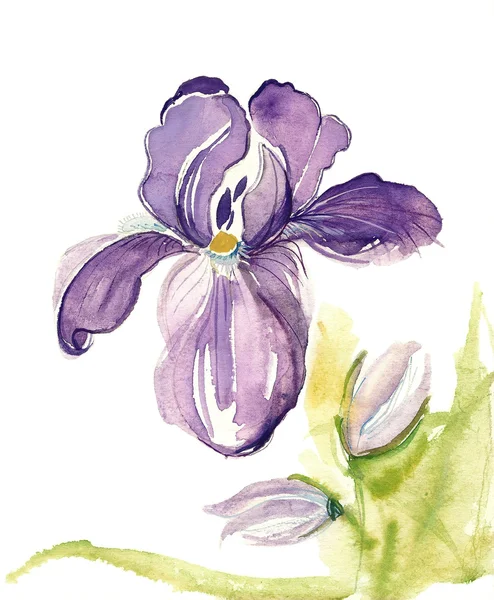 Iris acquerello — Foto Stock