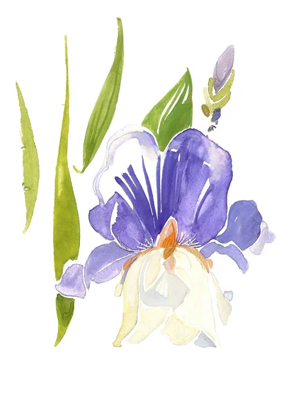 Aquarell-Iris — Stockfoto