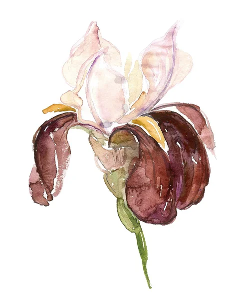 Watercolor iris — Stock Photo, Image