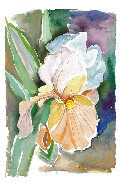 Iris aquarelle — Photo