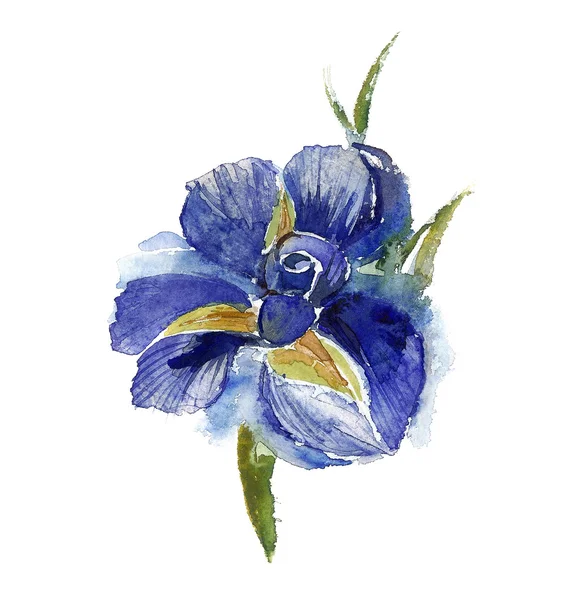 Iris aquarelle — Photo