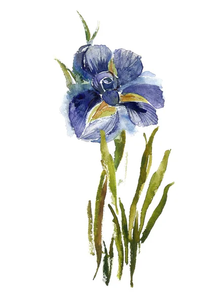 Akvarell iris — Stockfoto