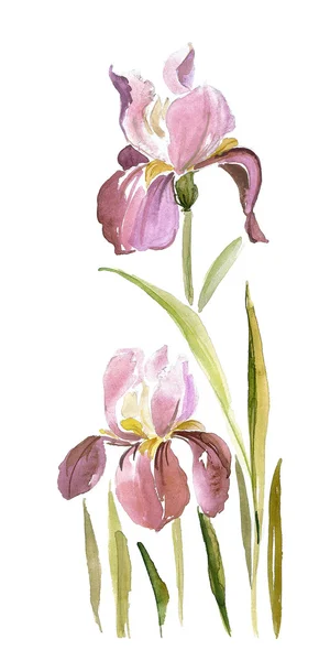 Iris aquarelle — Photo