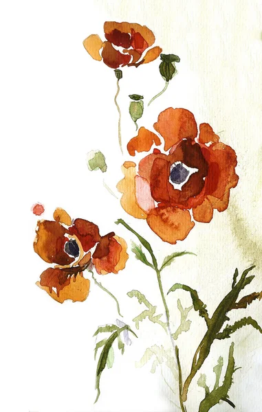 罂粟的花束 — 图库照片