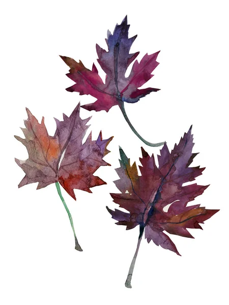 Podzimní Javorový List Obrázek Bílém Barevném Pozadí — Stock fotografie