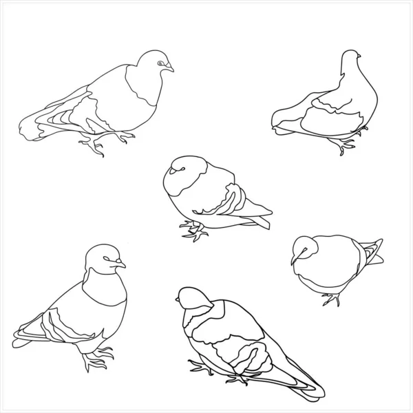 Изображение Птиц Голуби Изображение Белом Цветном Фоне — стоковый вектор