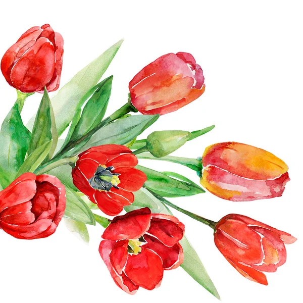 Modèle Tulipes Image Aquarelle Sur Fond Blanc Couleur — Photo