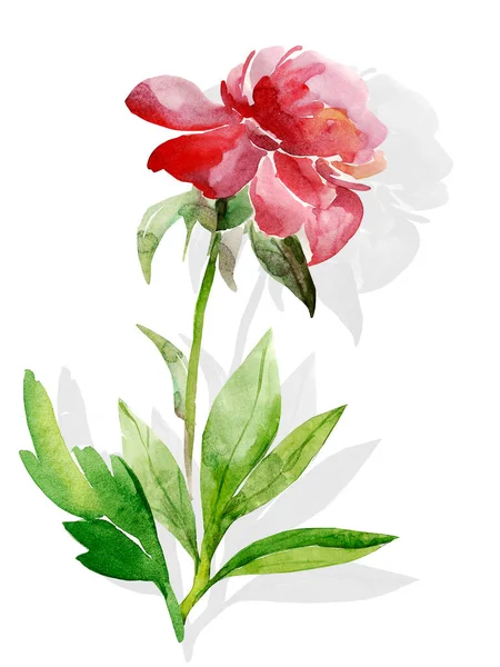 Motif Pivoines Fleurs Aquarelle Illustration Image Sur Fond Blanc Coloré — Photo