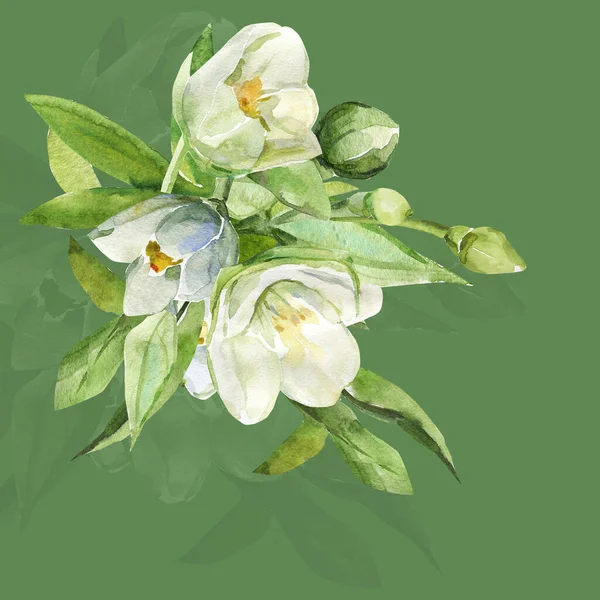 Padrão Jasmines Ilustração Sobre Fundo Branco Colorido — Fotografia de Stock