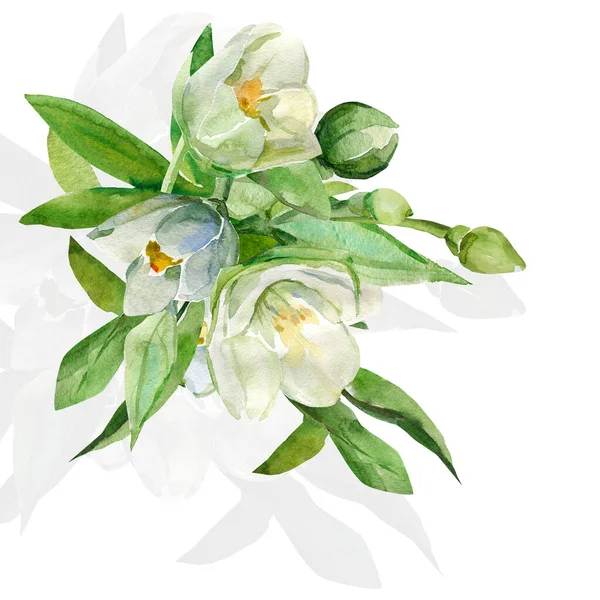 Modèle Jasmines Illustration Sur Fond Blanc Coloré — Photo