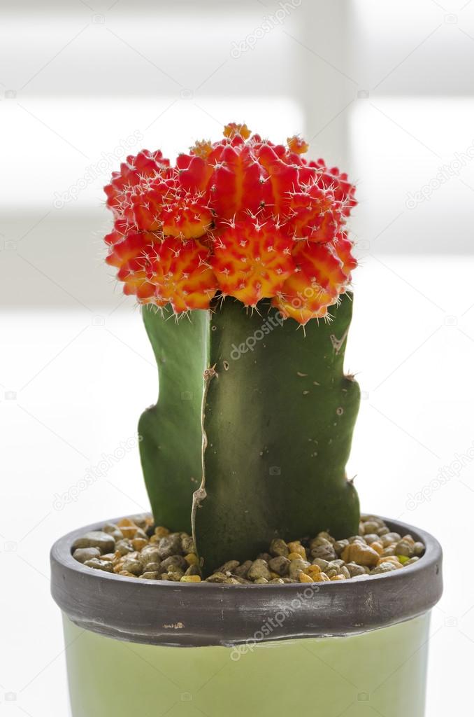Red Grafted Cactus in the pot.