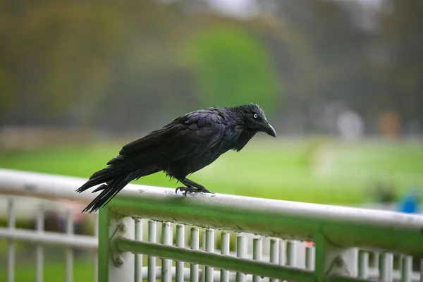 Black Australian Crow Sitting Metal White Fence — Stock Photo, Image