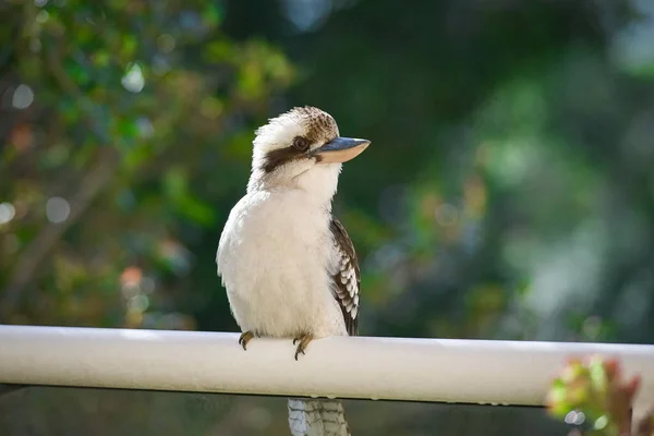 Closeup Famous Australian Kookaburra Perching Railing Trees Background — 图库照片