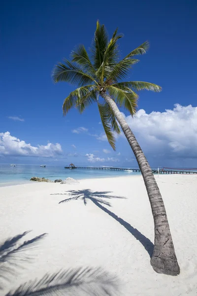 Tropical beach in the maldives — Stock Photo, Image