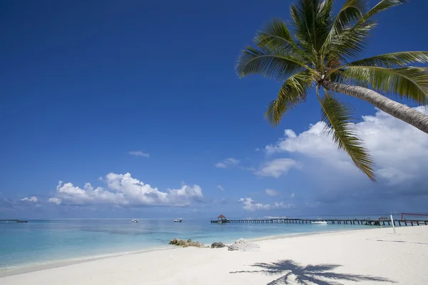 Maldivlerde tropikal plaj — Stok fotoğraf