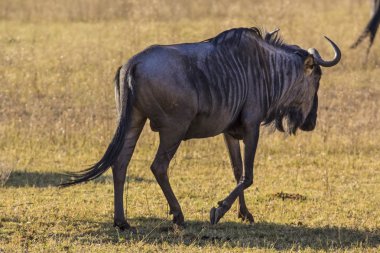 Afrika manda