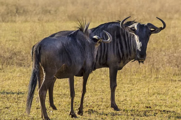 Wildebeest africano — Foto Stock