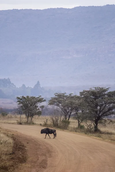 Afryki GNU — Zdjęcie stockowe