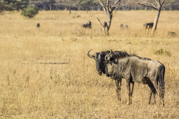 Gnus africanos — Fotografia de Stock