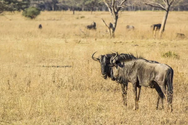 Afrických PAKŮŇ — Stock fotografie