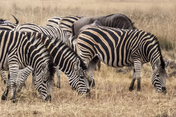 Africké zebra — Stock fotografie